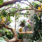 welche vögel kann man zusammen in einer voliere halten